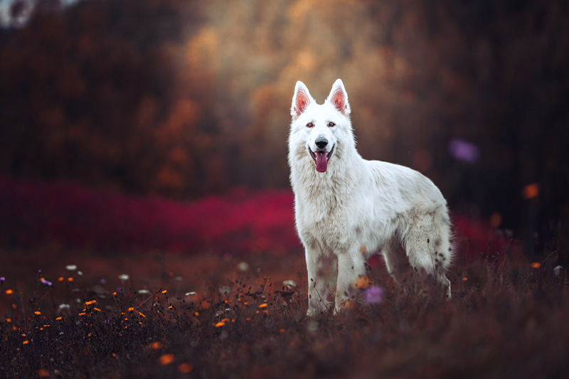weißer Schäferhund im Herbst in einer Wiese
