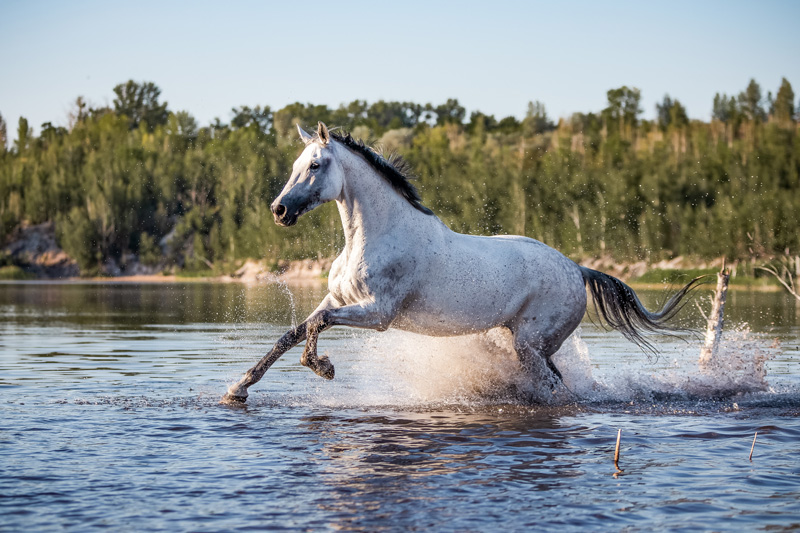 Schimmel galoppierend im Wasser