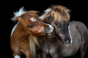 kuschelnde Ponys