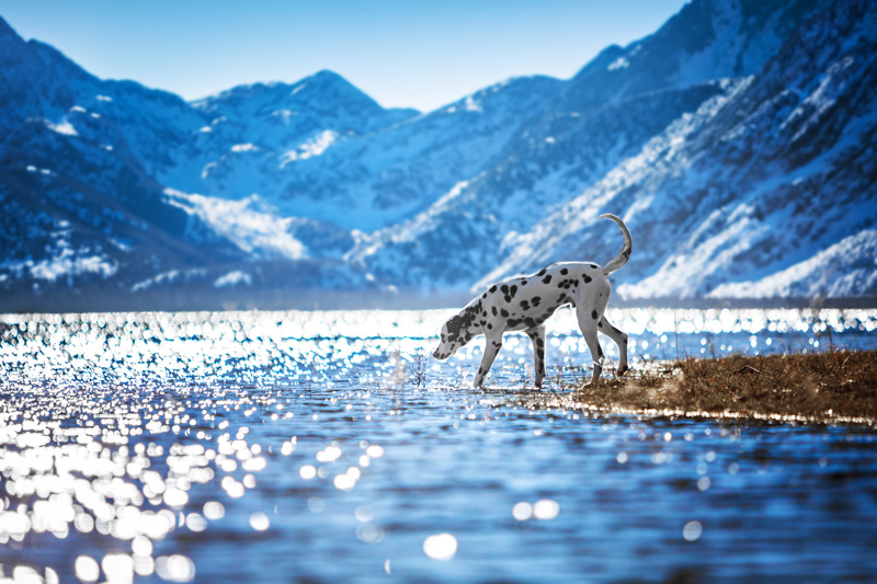 Dalmatiner am Wasser