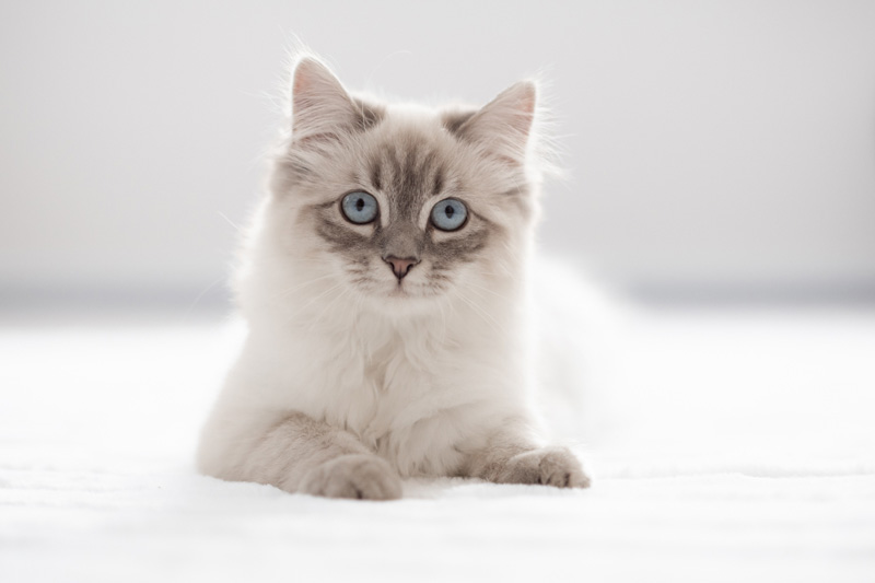 Katze im Studio