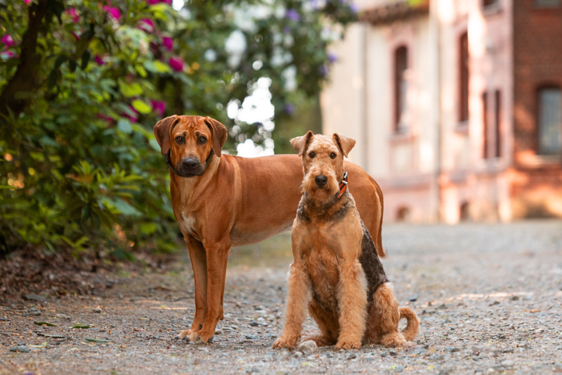 Magische Momente mit Hunden im Rhododendronpark festgehalten