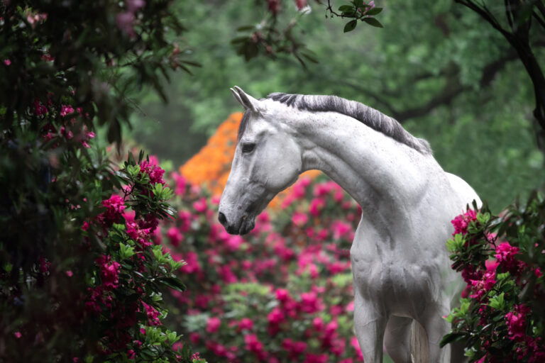 Pferdeshooting im Rhododendronpark bei Gera im Frühling