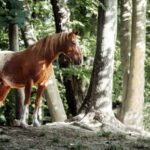 Mustang steht im Wald