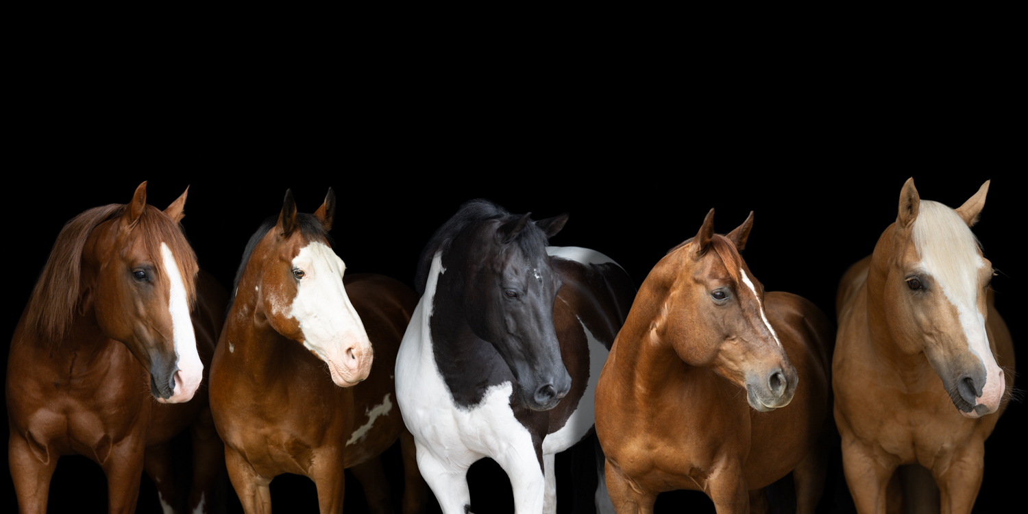 Collage 5 Pferde vor schwarzem Hintergrund