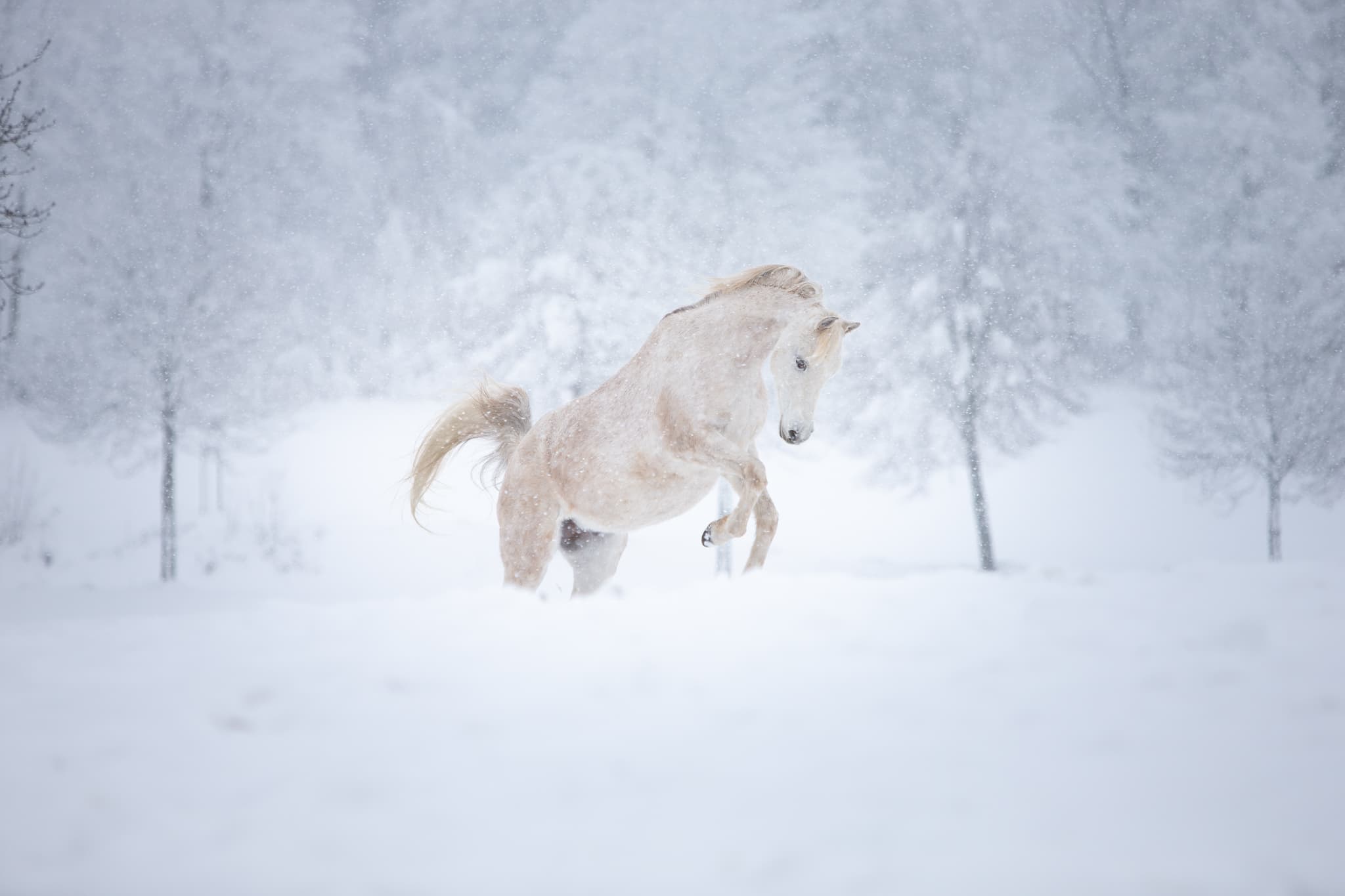 Pferd springt im verschneiten Feld