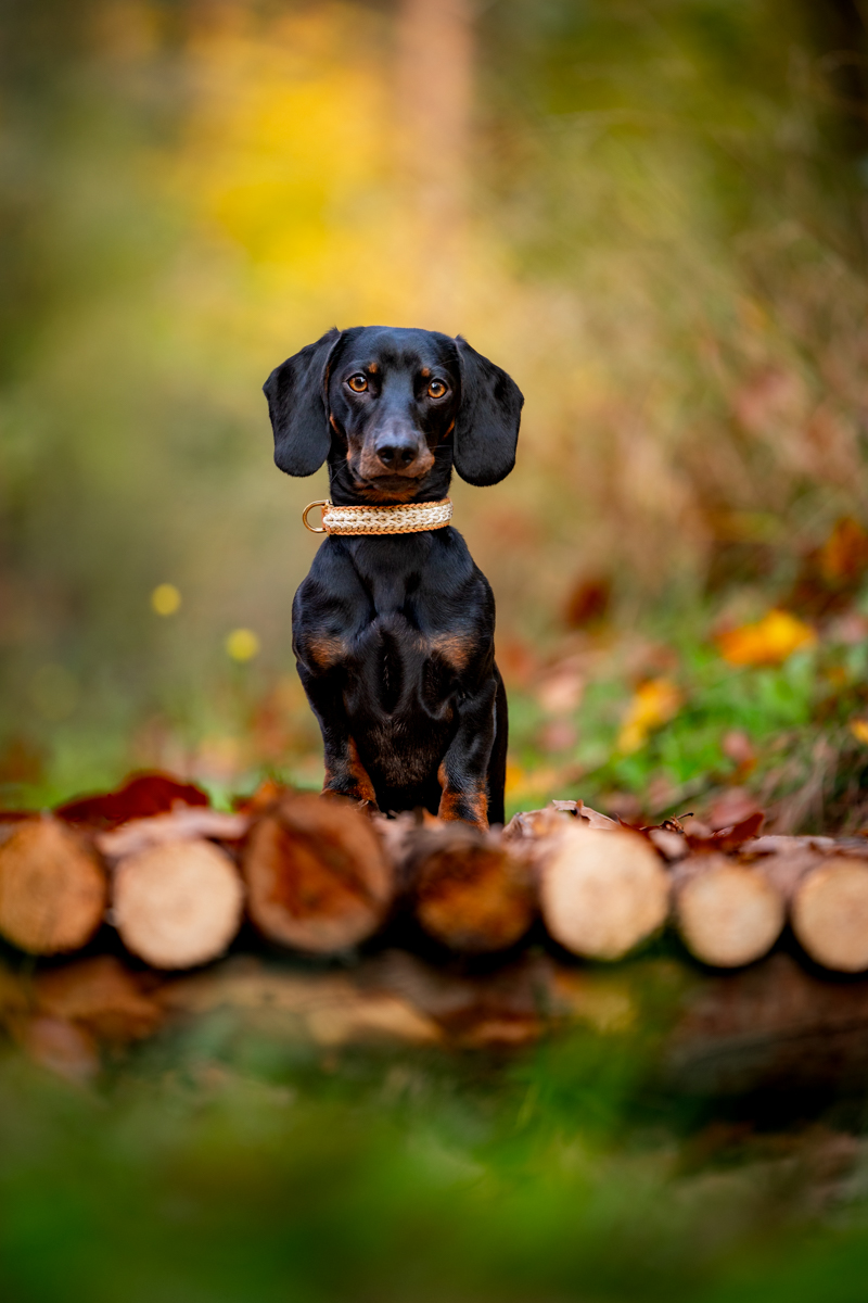 Schwarzer Dackel im Herbstwald