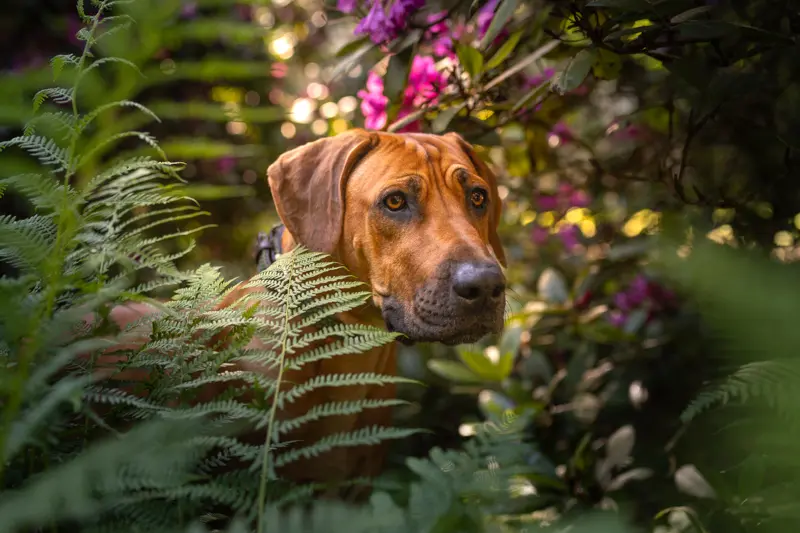 Hund zwischen Farnen und Blumen