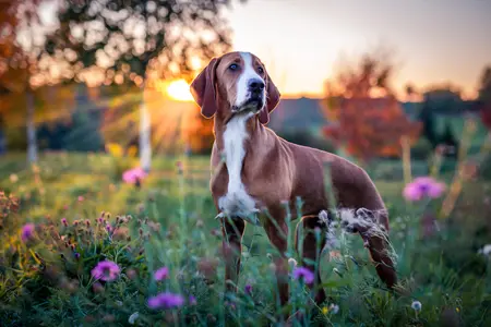 Hund steht im Sonnenuntergang.
