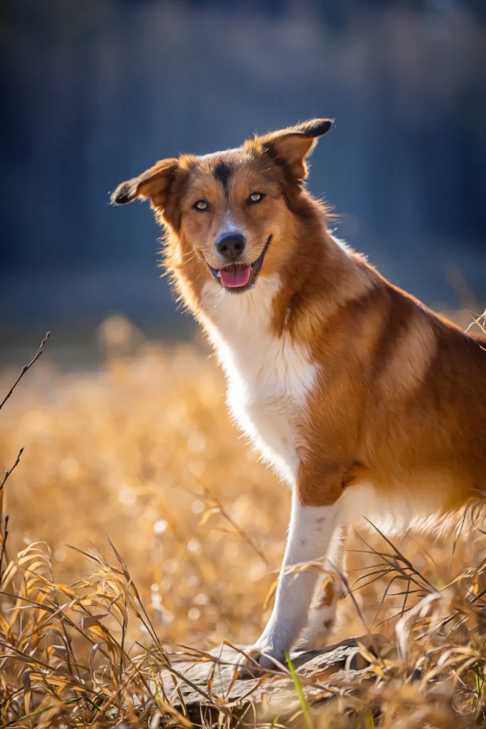 Hund steht im hohen Gras.