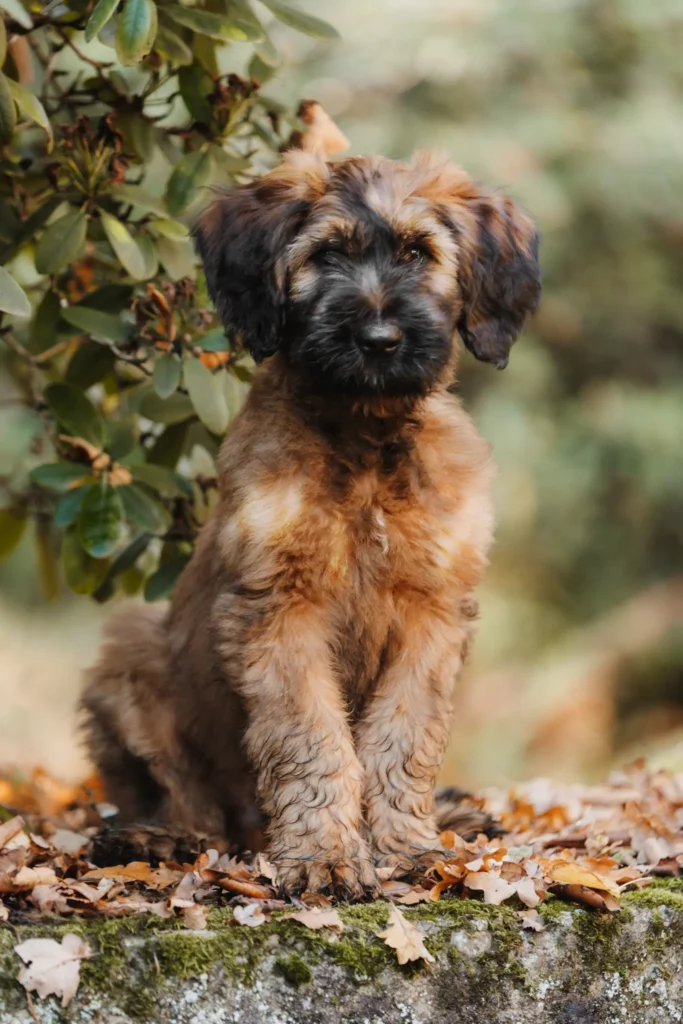 Brauner Hund sitzt im Freien.