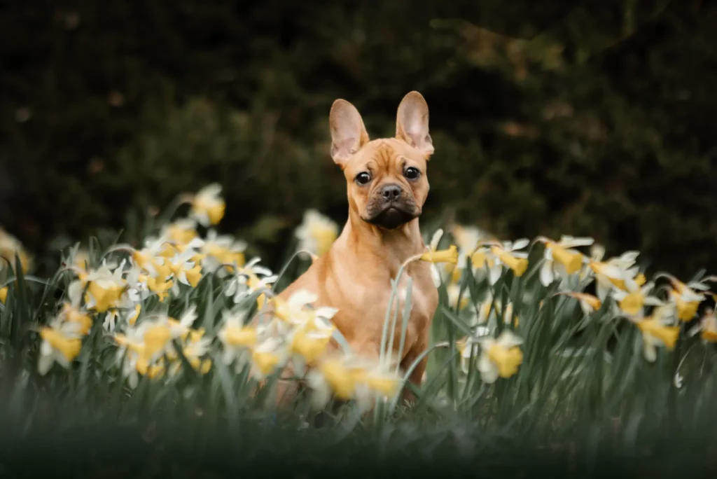 Hund sitzt zwischen gelben Blumen.