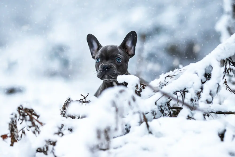 Hund im Schnee mit blauen Augen