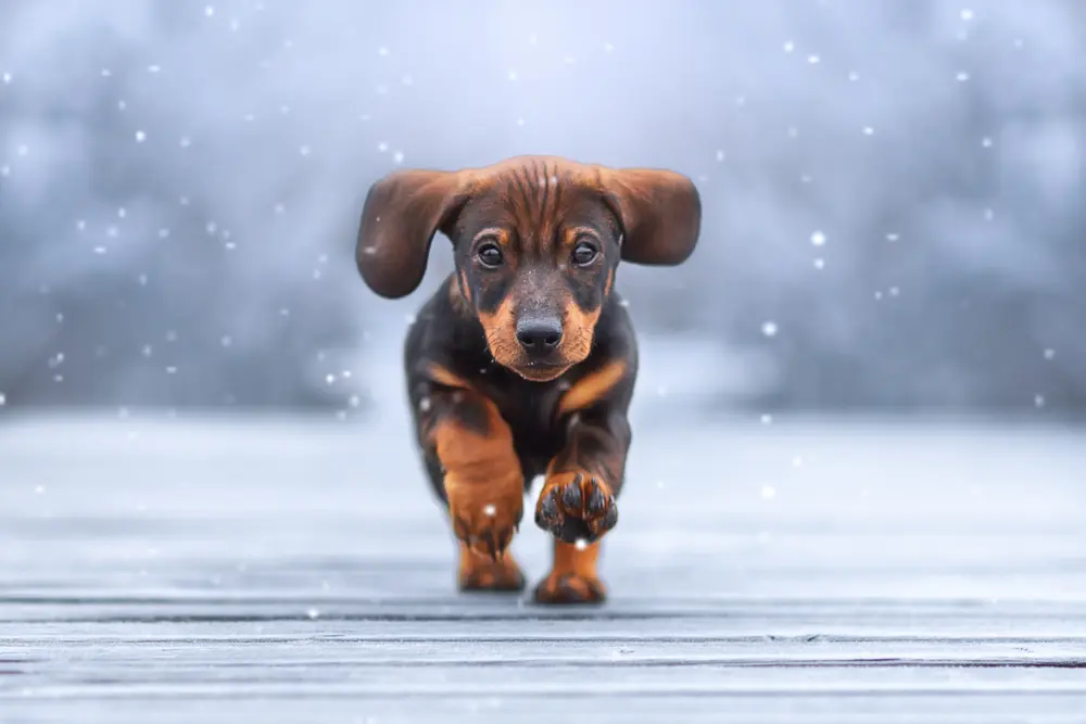 Welpen läuft im Schnee.