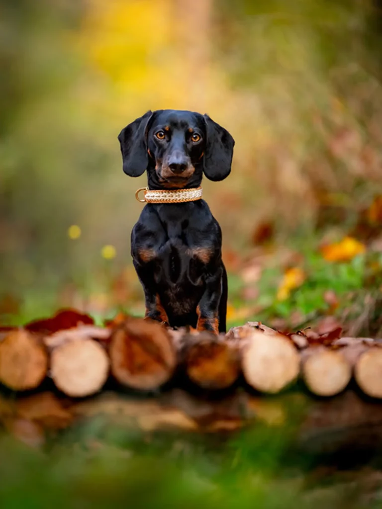 Schwarzer Dackel im Herbstwald