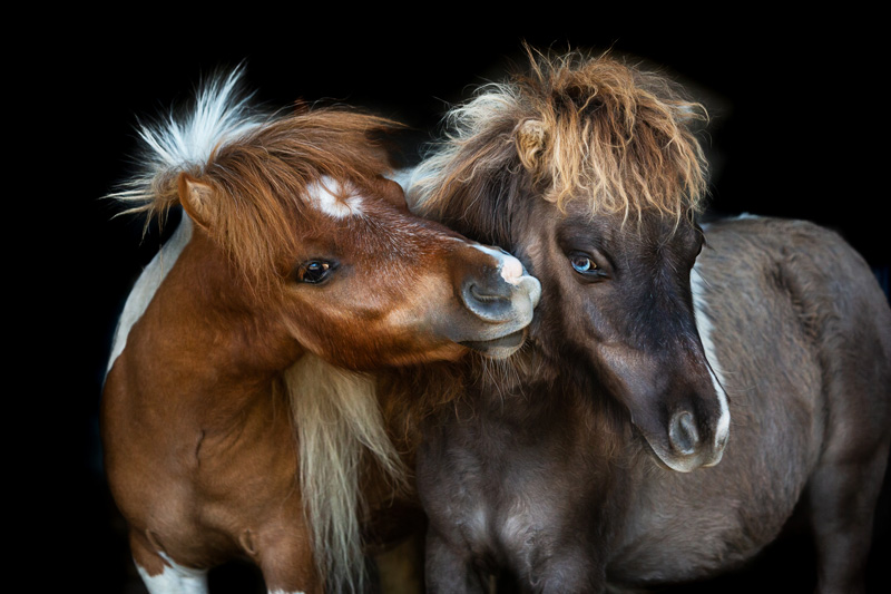 Zwei Ponys kuscheln zusammen.